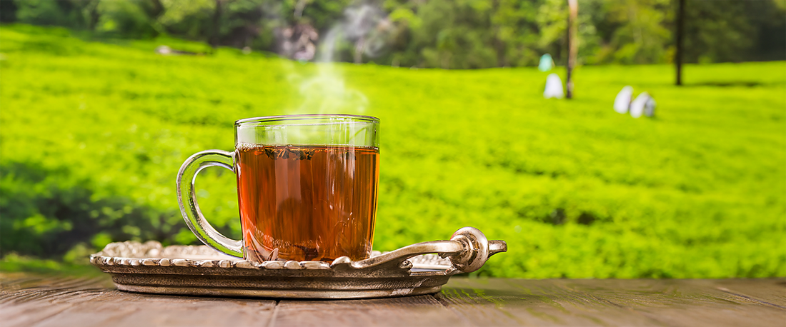 Spring’s First Sip: What Makes a First Flush Truly First-Class?