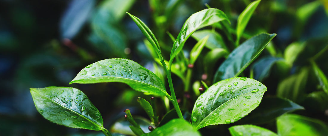 The Environmental Benefits of Choosing Organic Green Tea