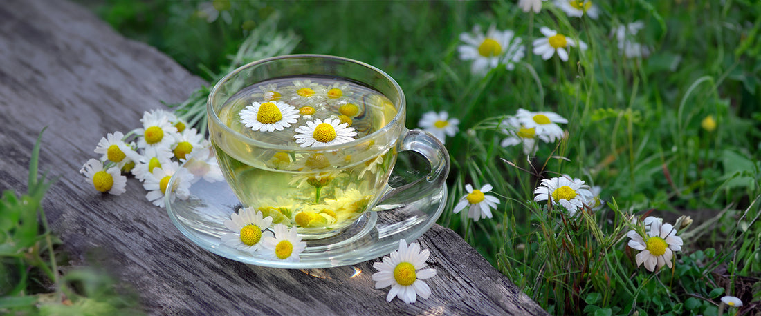 A Healing Cup of Chamomile Green Tea