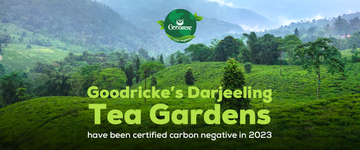 Goodricke's Remarkable Achievement: Carbon Negative Tea Gardens in Darjeeling