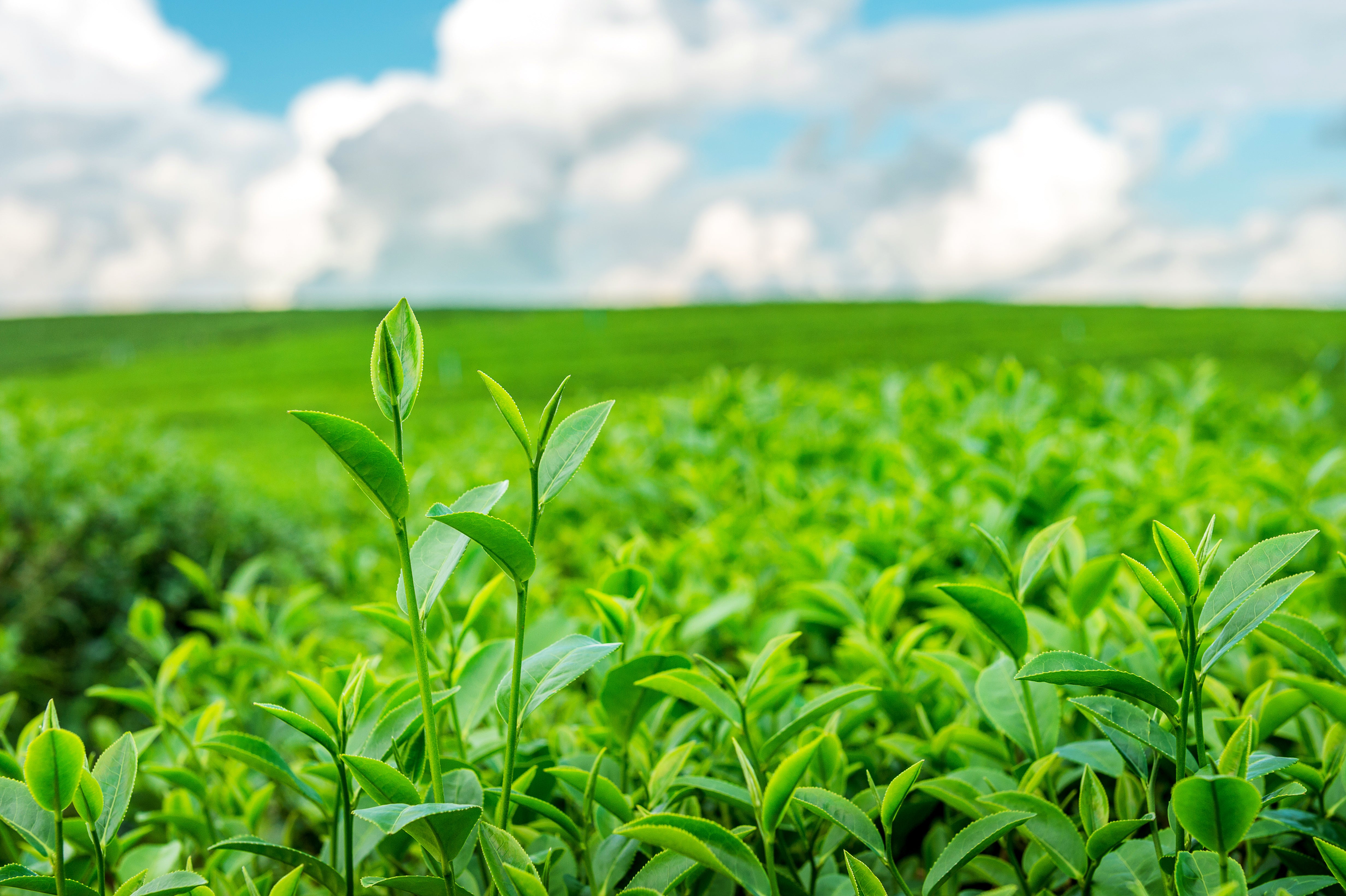 Organic Tea What are the benefits of Organic Tea?