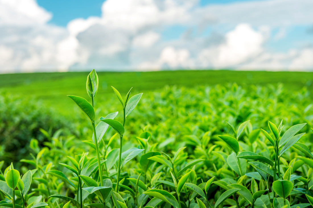 What are the benefits of Organic Tea?