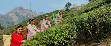 Exclusivity of Castleton Tea Gardens and the Tea