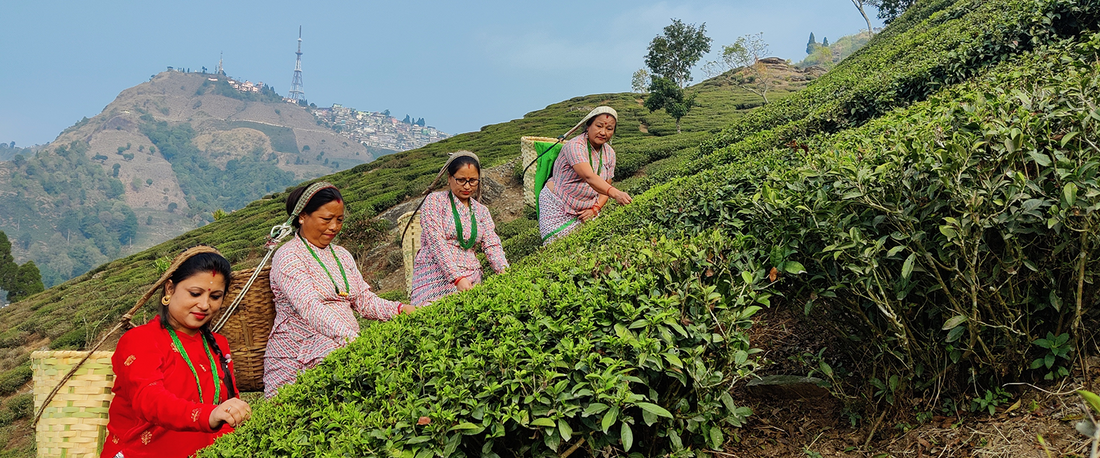Exclusivity of Castleton Tea Gardens & the Tea | Goodricke Tea